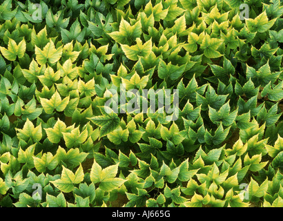 Wall of green ivy leaves highlighted by sunlight Stock Photo