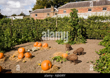 UK Kent Deal Walmer Castle pumpkins growing in the kitchen garden