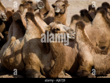 Bactrian camels Stock Photo