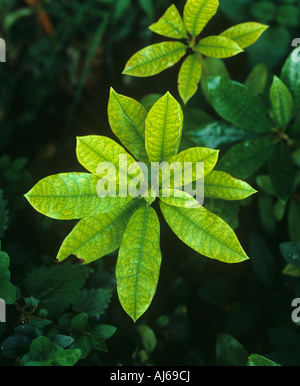 Lime induced iron Fe deficiency in a Rhdodendron plants leaves Stock Photo