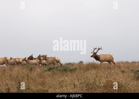 Tule elk Cervus elaphus nannodes bulls herding cows at Point Reyes National Seashore Marin County California USA Stock Photo