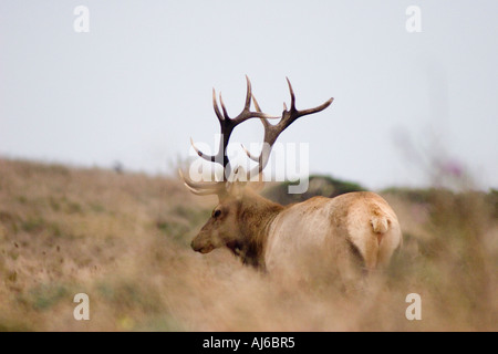 Tule elk Cervus elaphus nannodes bull at Point Reyes National Seashore Marin County California USA Stock Photo