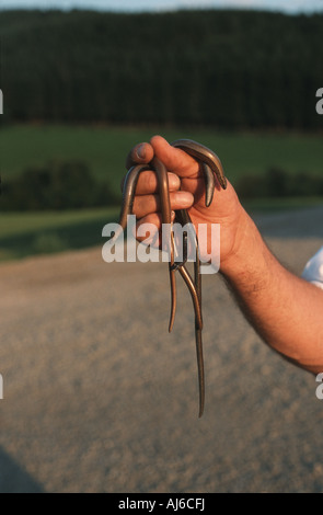 European slow worm (blindworm), slow worm (Anguis fragilis), young slow worms ion a hand, Germany, North Rhine-Westphalia Stock Photo