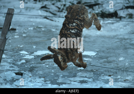 European hare (Lepus europaeus), victim of flooding in winter, Germany, North Rhine-Westphalia Stock Photo
