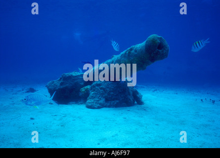 Spanish cannon on seabed floor off the island of Cozumel in Quintana Roo Mexico Caribbean Stock Photo