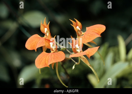 Comparettia   (Comparettia speciosa), tropical orchid from Central America Stock Photo