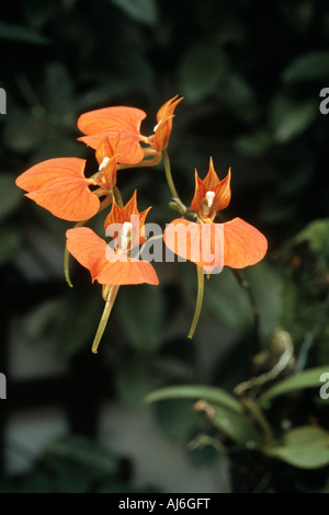 Comparettia (Comparettia speciosa), tropical orchid from Central America Stock Photo