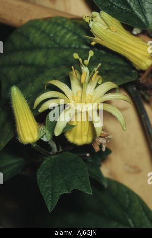 Citrus-Yellow Passionflower (Passiflora citrina), blooming