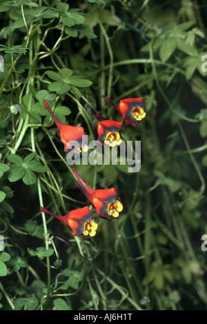 Bolivian Nasturtium (Tropaeolum tricolor), blooming Stock Photo