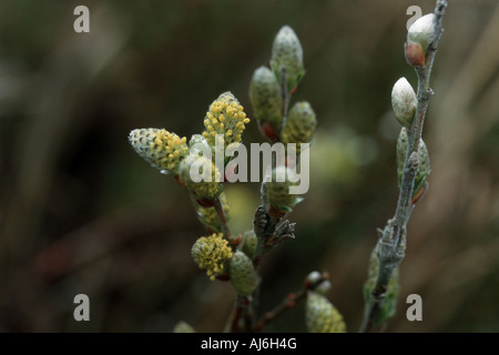 creeping willow (Salix repens), young catkins Stock Photo