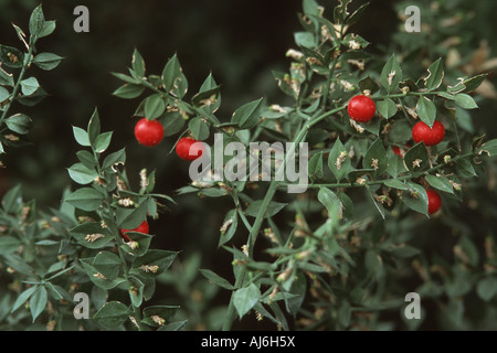 butcher's broom, butchers broom (Ruscus aculeatus), fruits on shrub Stock Photo