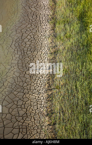 Marsh land with grasses and drying cracked mud Stock Photo