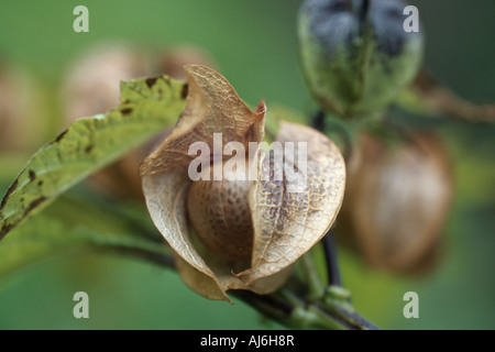 shoo-fly plant, apple-of-peru (Nicandra physalodes), fruit