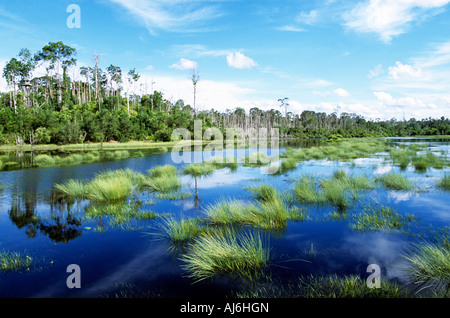 Tasek Luagan Lalak, Negara Brunei Darussalam. Stock Photo