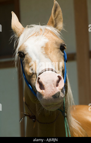 Akhal-Teke horses in a stud farm, Ashgabat, Turkmenistan Stock Photo