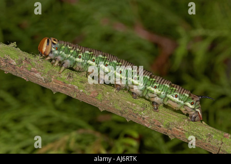 Pine Hawk Moth larva - Hyloicus pinastri Stock Photo
