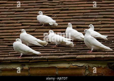 White Doves or Fan-Tailed Pigeons in an historic Dovecote Stock Photo