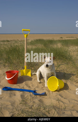 terrier dog beach bucket spade Stock Photo