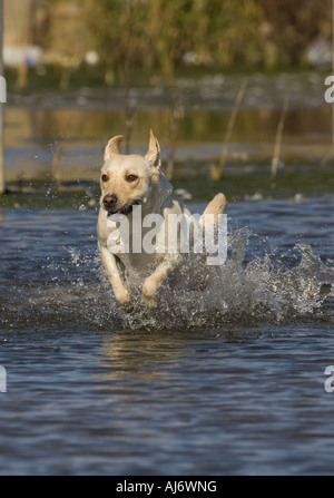 Yellow Labrador running Through Water Stock Photo