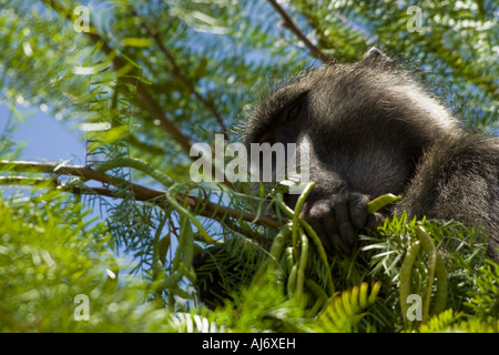 Male chacma baboon feeding in a tree top Stock Photo