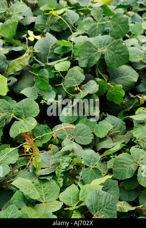 Kudzu vines Stock Photo