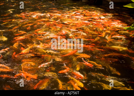 An Array Of Colorful Koi Fish Swimming In A Pond Of Blue Water Stock 
