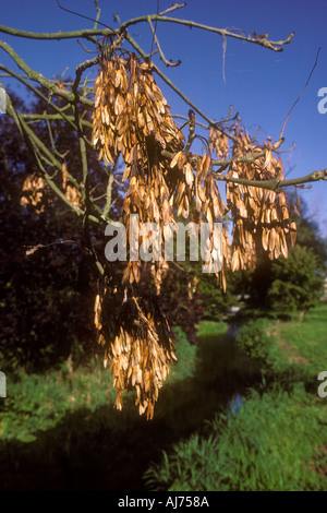 Ash Fruits keys hanging on tree in winter Stock Photo