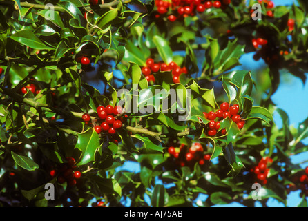 Holly Berries on twigs Stock Photo