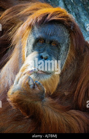 Sumatran Orangutan on display in Jungle trails at the historic Cincinnati Zoo Cincinnati Ohio Stock Photo