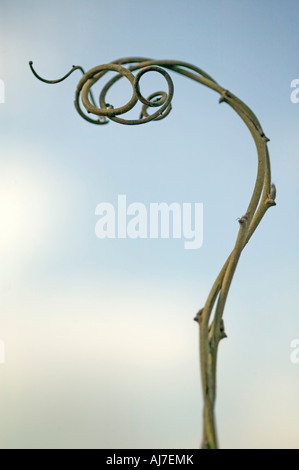 simple curly branch with sky in background Stock Photo