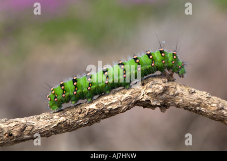 Emperor Moth larvae caterpillar Stock Photo