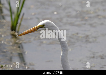 Closeup of Great egret head Stock Photo