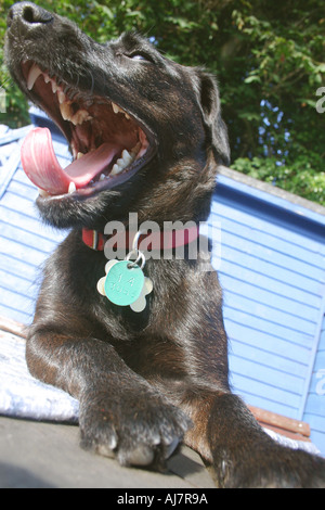 small dog yawning in the sunshine Stock Photo