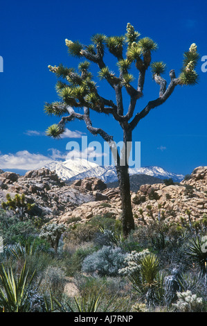 Joshua Tree with snow capped San Gorgonio Mountain in distance Joshua Tree National Park Mojave Desert California Stock Photo