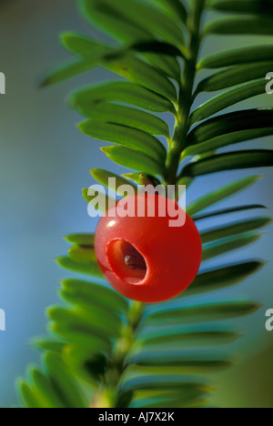 Aril seed cup of Pacific Yew tree Taxus brevifolia Stock Photo