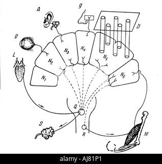 Diagram of Pavlov's findings on conditioned salivary reflex. Artist: Unknown Stock Photo