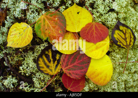 Aspen leaves on a bed of lichen in the Brooks Range, Alaska Stock Photo