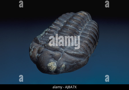 Fossil Trilobite Calymene celebra Stock Photo