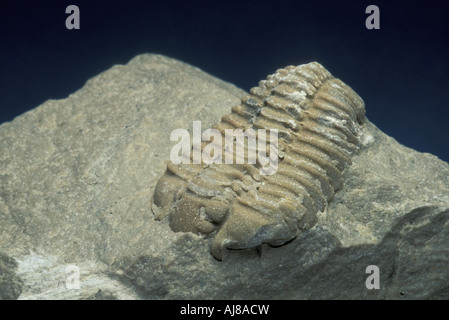 Fossil Trilobite Calymene celebra Stock Photo