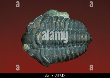 Fossil Trilobite Calymene, by Mark A Schneider Stock Photo