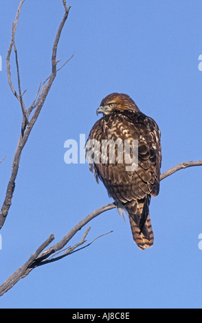 RED TAILED HAWK Buteo jamaicensis Stock Photo
