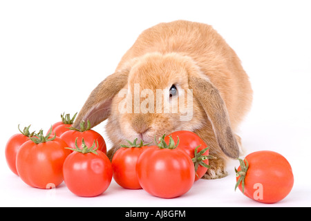 brown bunny and some tomato Stock Photo