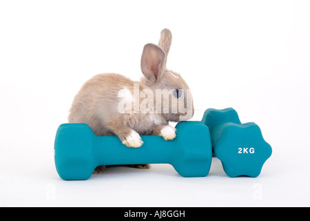 https://l450v.alamy.com/450v/aj8ggh/brown-bunny-and-a-weight-aj8ggh.jpg