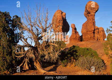 USA Utah Arches National Park Setting sun lights dead Juniper tree and red sandstone formations in Garden of Eden Stock Photo
