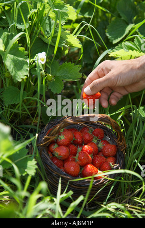 Man picking strawberries, close-up of hand Stock Photo