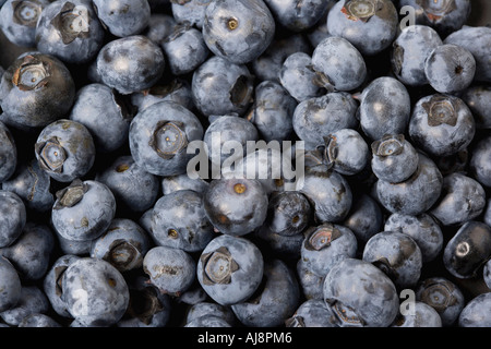 A group of blueberries close up Stock Photo