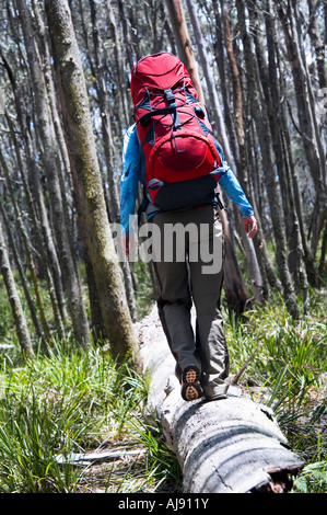 Hiker balancing on fallen tree. Stock Photo