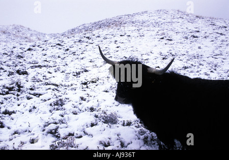 Texel wintertime Scottish highlander cattle grazing in the dunes Stock Photo