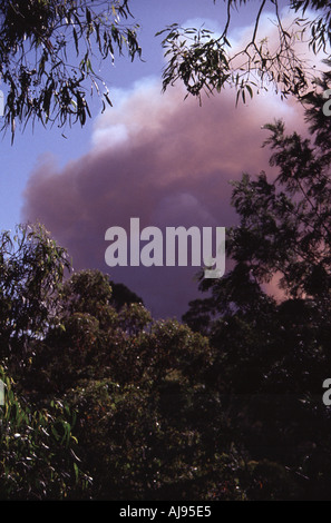 Australia, smoke bush Stock Photo - Alamy