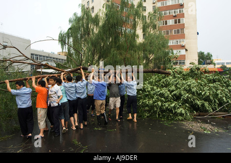 uprooted trees being cleared away after a storm Haidian Beijing China Stock Photo